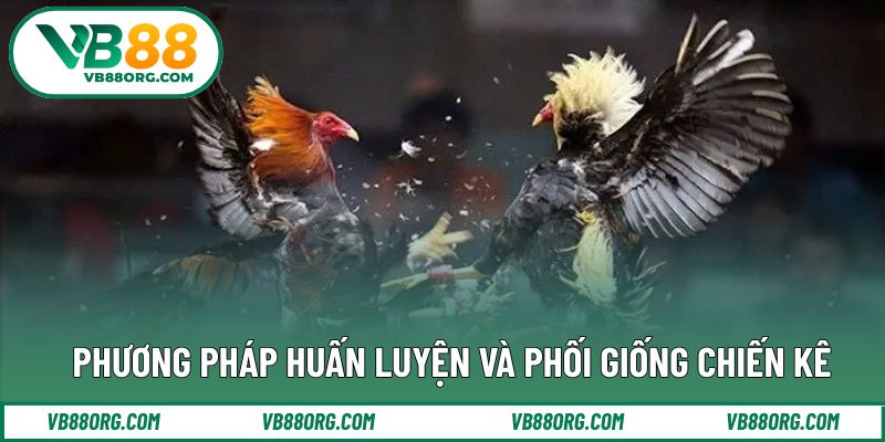 Phương pháp huấn luyện và phối giống chiến kê