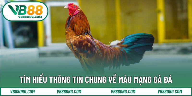 Tìm hiểu thông tin chung về màu mạng gà đá